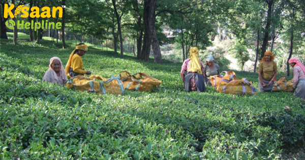 चाय बागान बनाने वाली अभूतपूर्व बारिश से भारी और दीर्घकालिक उपज की हानि होती है